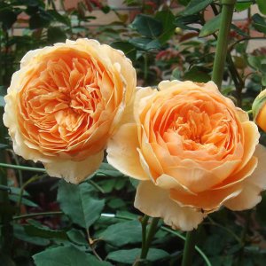 玛格丽特王妃月季花的特点 属于藤本还是灌木月季