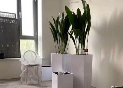 兰花如何分株 一叶兰怎样正确的分株繁殖