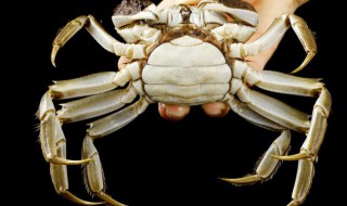 螃蟹用什么方法长期保存 螃蟹如何长时间保存