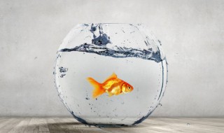 鱼缸消化细菌多久清洗 鱼缸消化细菌多久时间清洗