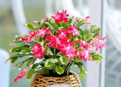 蟹爪兰生长期用什么肥 养蟹爪兰不能错过的2种肥水