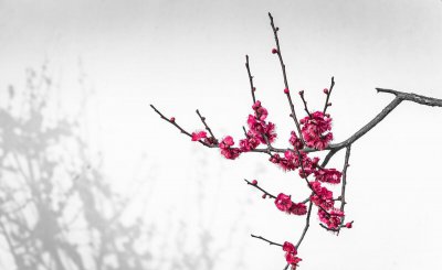 审美是什么意思 审美标准是指用以评价对象审美价值的尺度