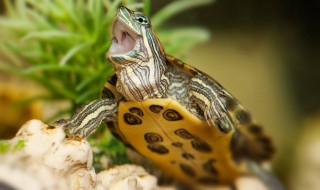 龟苗多久喂一次 小乌龟喂食要注意什么