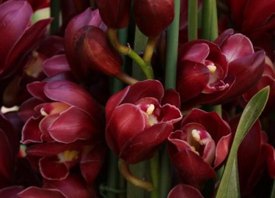 养兰花不开花是什么原因 兰花正常养护不开花的原因