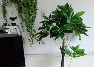 发财树象征意义 发财树代表什么象征意义