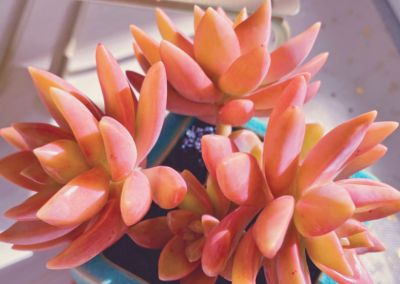 果冻布丁多肉养殖 果冻布丁多肉怎么养护出状态