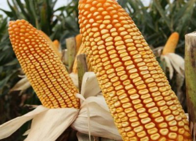 2023年最好的玉米种子排行榜 什么玉米品种好产量高