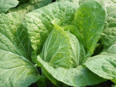 大白菜可以用尿素追肥吗 怎样给大白菜追尿素的正确方法