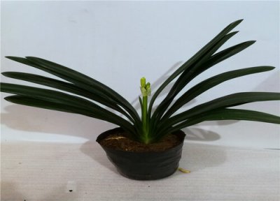 夏季君子兰如何养护 春季君子兰移至室外如何养护