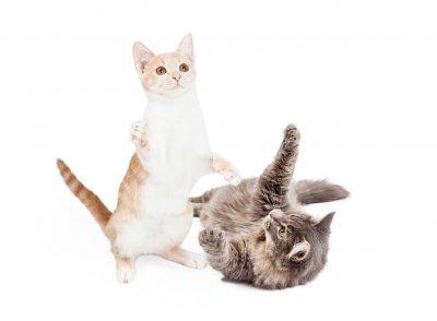 养猫一个月最低开销费用 家里养只猫一个月需要花多少钱