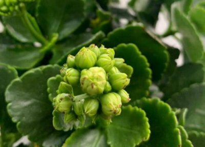 长寿花茎腐病图片 长寿花如何养护从此不会茎腐