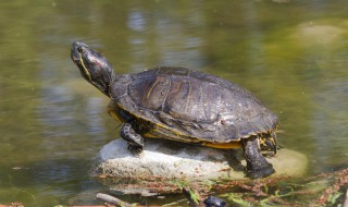 冬天养龟室内怎么养好 冬天养龟室内如何养好