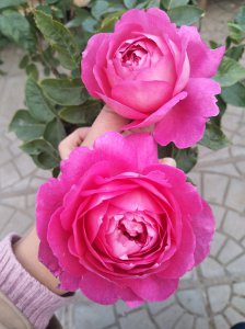 花宫娜月季优缺点 灌木花宫娜耐热香味表现好 花期短