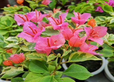 三角梅花如何养护? 三角梅花开不断的养护技巧