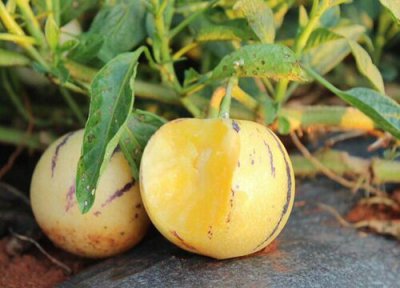 云南人参果成熟时间 云南人参果几月份成熟