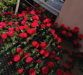 佛罗伦蒂娜月季优缺点 佛罗伦蒂娜是大型藤本月季花吗