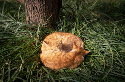 橘猫的优缺点有哪些 家里养聪明智商高的橘猫好处和坏处