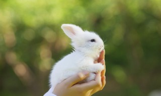 那2023年是什么生肖 2023年是哪个生肖