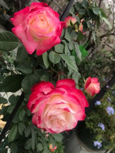 灌木红双喜月季优缺点 好养耐热耐晒红双喜适合阳台盆栽