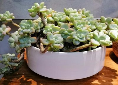 多肉劳尔夏天晒太阳 多肉劳尔怎么度夏安全