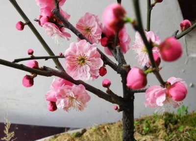 腊梅花期时间 腊梅花期是什么时候