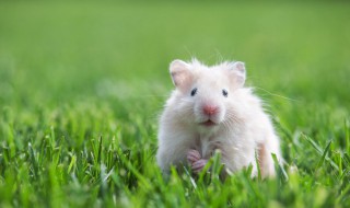 冬天仓鼠吃什么长胖快 冬天仓鼠吃什么东西长胖快