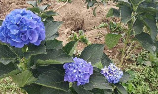 绣球花开花的时间 绣球花什么时候开花