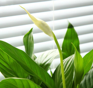 白掌冬天怎么养才能安全过冬 冬季养护白掌注意事项