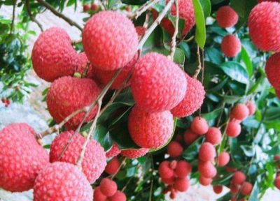 国产水果有哪些品种 优质中国原产水果种类排名