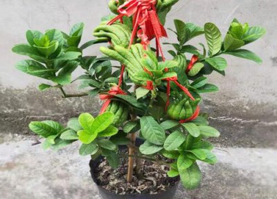 金佛手特点 金佛手的功效与作用