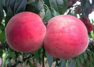 春雪桃成熟时间 春雪桃什么时候成熟