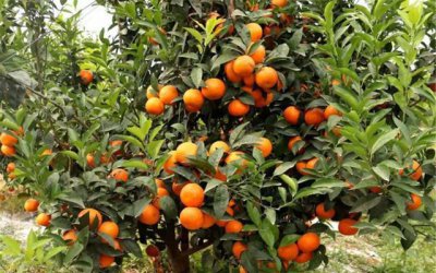 无核沃柑种植技术与管理法 沃柑的栽培与培育管理