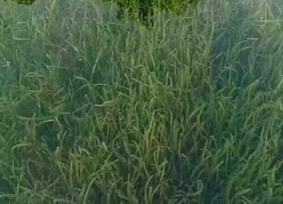 苦草是什么植物 属于什么科植物