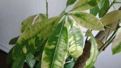 发财树叶子发黄什么原因造成的 室内发财树黄叶补救妙招
