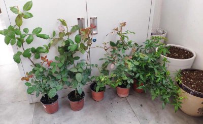 花土里的小飞虫怎么彻底清除 室内养花小飞虫去掉小妙招