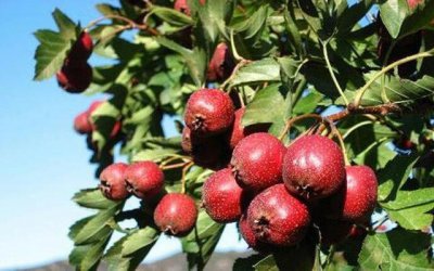 山楂树的种植方法及要求 山楂树适合什么土壤栽种