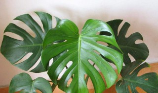 龟背竹开花方法和注意事项 龟背竹怎么养殖