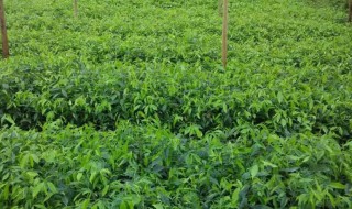 沉香人工种植方法 沉香怎么人工种植