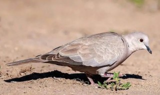 灰斑鸠吃什么食物 灰斑鸠是吃什么食物的
