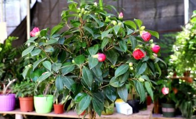 家里茶花如何养才能长得好 新手必看茶花怎么养更旺盛