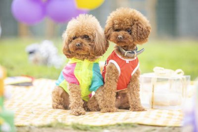 什么宠物狗长不大还聪明 哪种狗狗不会长大又比较好养