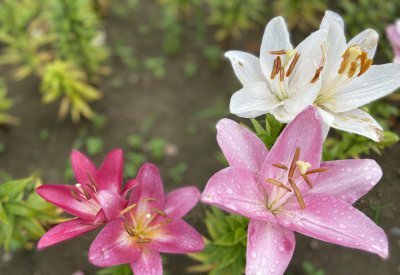 百合花的花语和寓意 6种颜色百合花代表的意义
