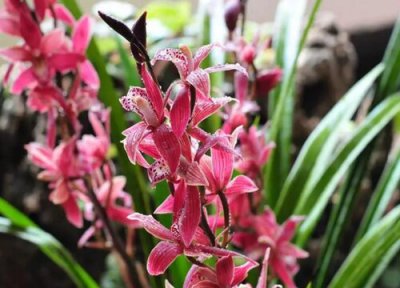 墨兰开花怎么养护 墨兰如何养殖开花不断