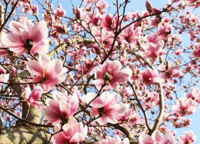 玉兰花先开花后长叶的原因 开花期间先长叶子还是先长花