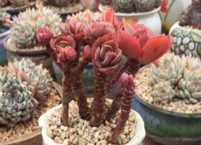 多肉老桩根部枯萎怎么办 多肉老桩的杆子萎缩了怎么处理