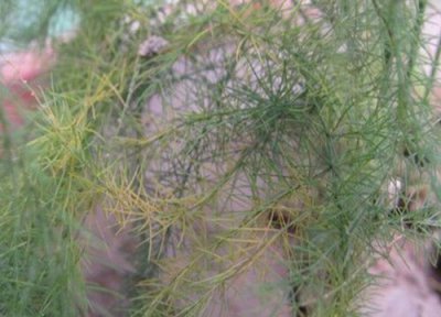 夏天文竹黄叶是怎么回事 叶子发黄原因及处理措施