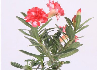 如何养护沙漠玫瑰才能开花 如何养护沙漠玫瑰轻松就开花