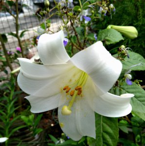 适合送给老师的花推荐 8种儒雅花送给老师气质优雅有格调