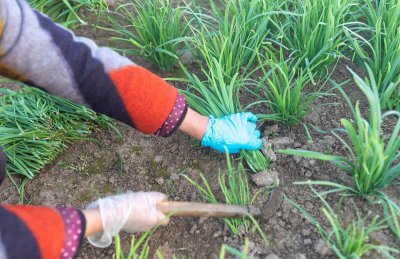 韭菜用什么肥料长得又肥又壮 韭菜地里放什么肥料长的好