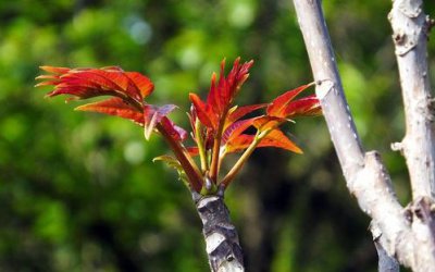香椿树什么时候移栽容易成活 香椿树的种植及病虫害防治